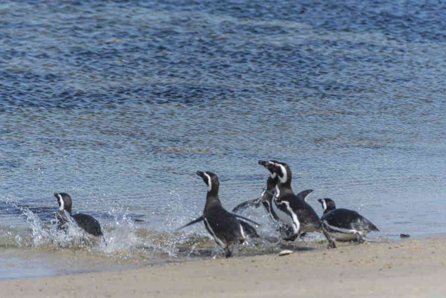 Pingüino de Magallanes - islas Falkland o Malvinas 12.jpg